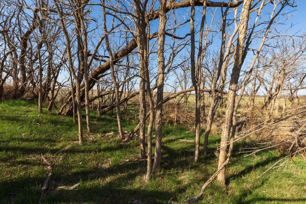 CR 262 McCaulley, TX 79534