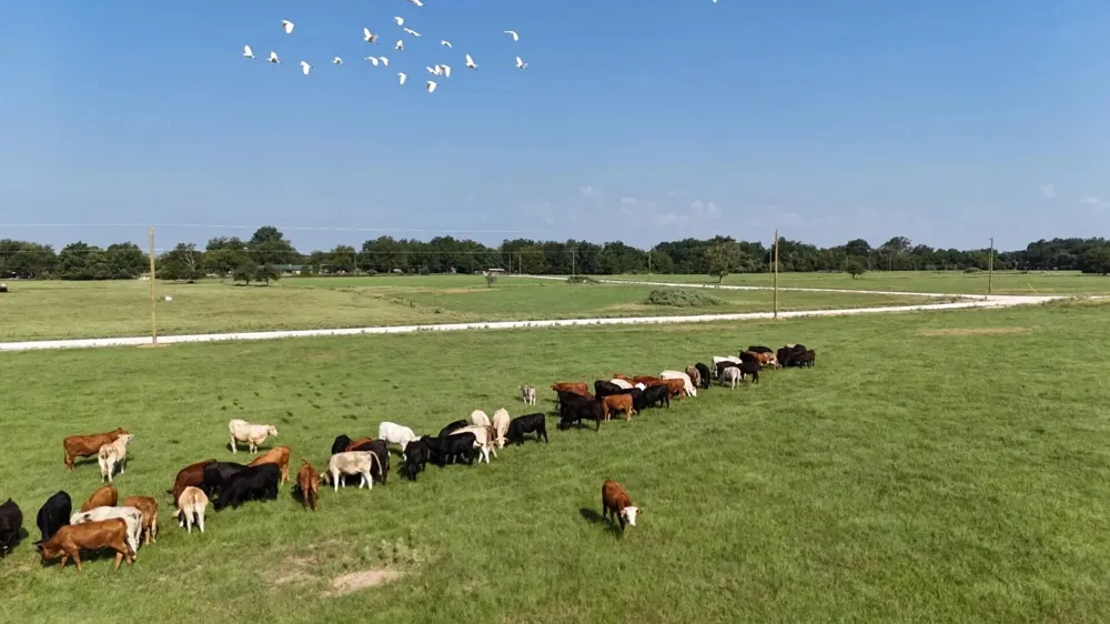 County Road 463 Mexia, TX 76667
