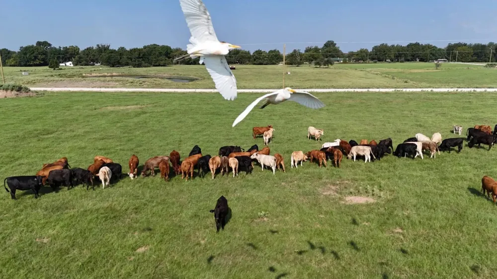 County Road 463 Mexia, TX 76667