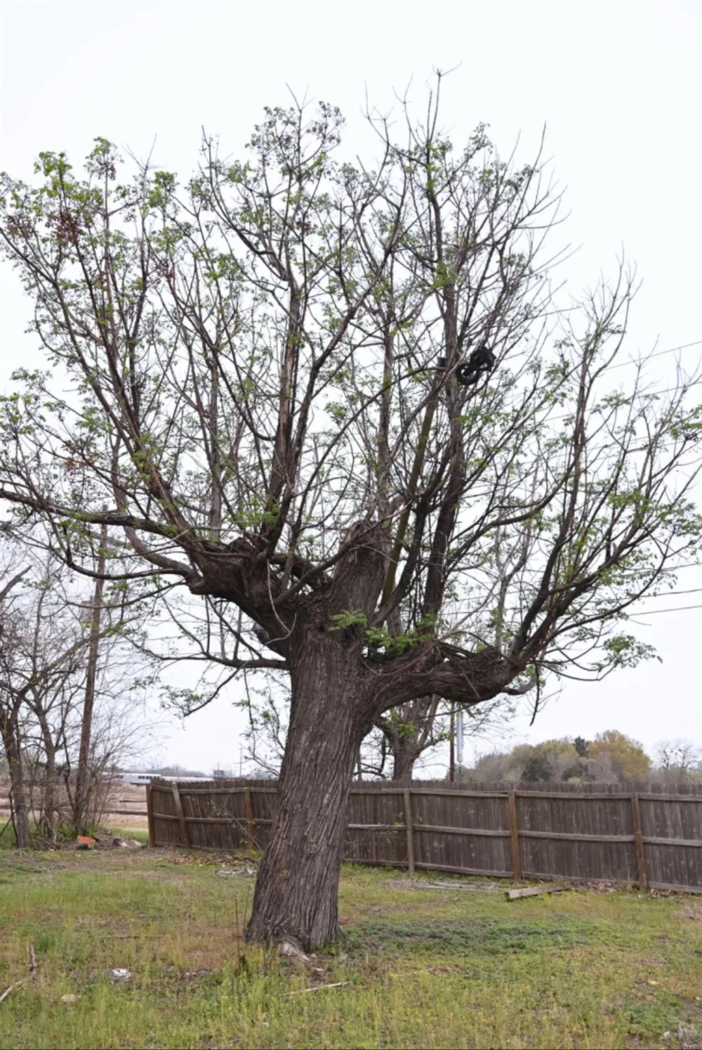 438 Low Wood Road Somerville, TX 77879
