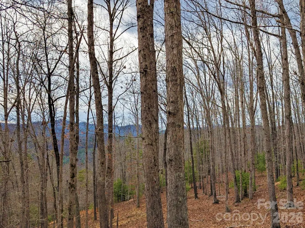 51 Wild Turkey Loop #32 Marshall, NC 28753