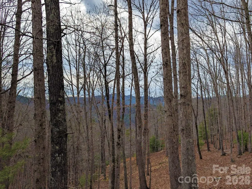 51 Wild Turkey Loop #32 Marshall, NC 28753