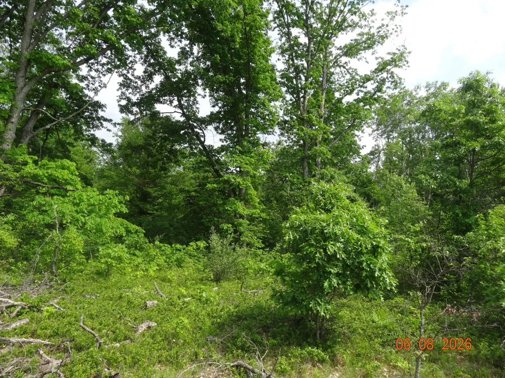 518 S Oak Avenue White Cloud, MI 49349