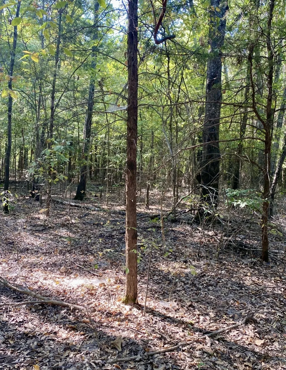 County Road 2615 Bonham, TX 75418