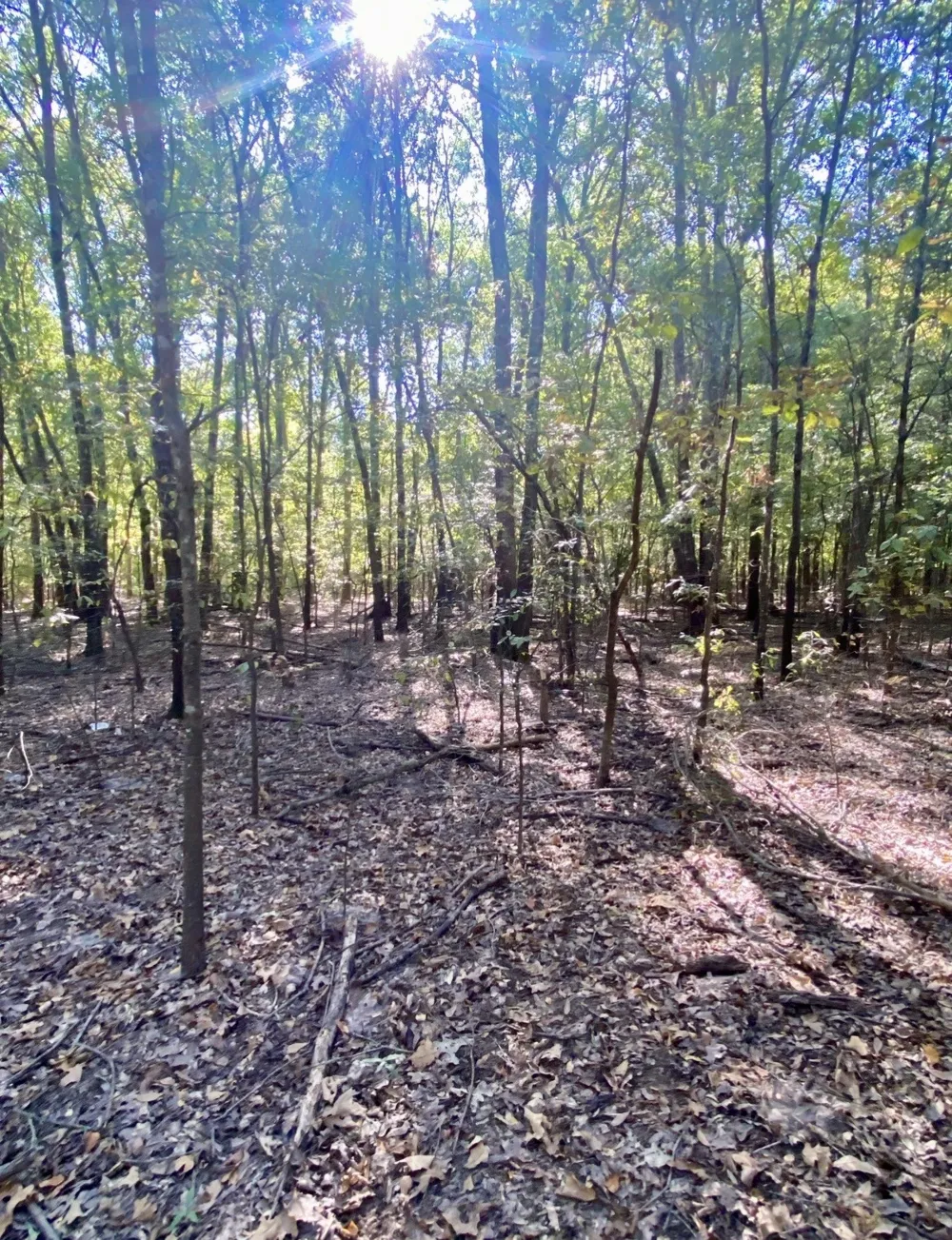 County Road 2615 Bonham, TX 75418