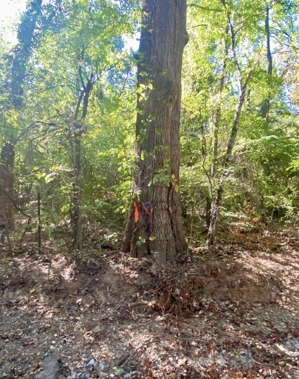 County Road 2615 Bonham, TX 75418