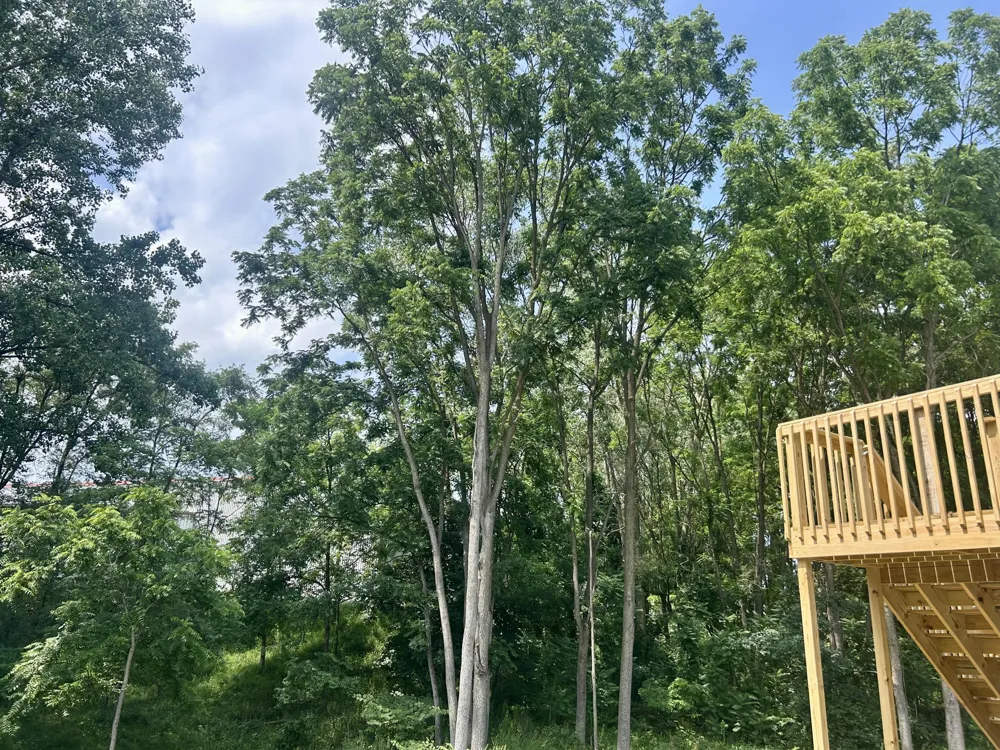 1005 Cedarwood Drive Greenville City, MI 48838