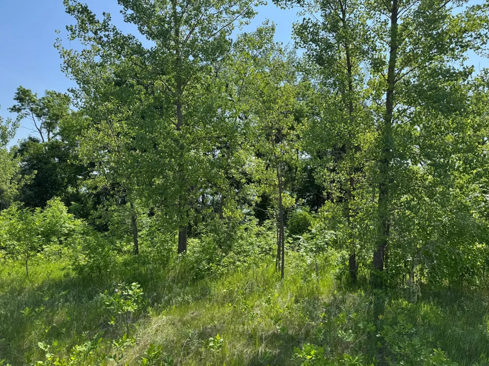 TBD Otter Street SW Hutchinson, MN 55350
