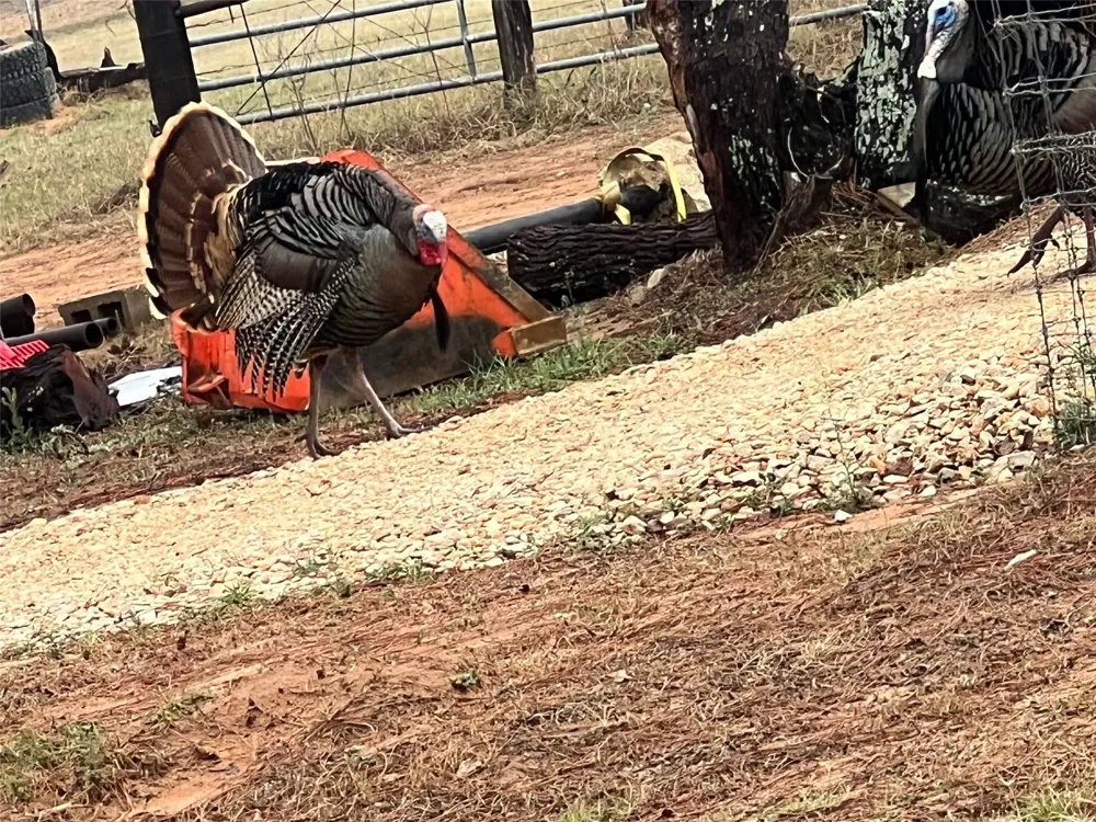 1384 County Road 326 Adkins, TX 78101