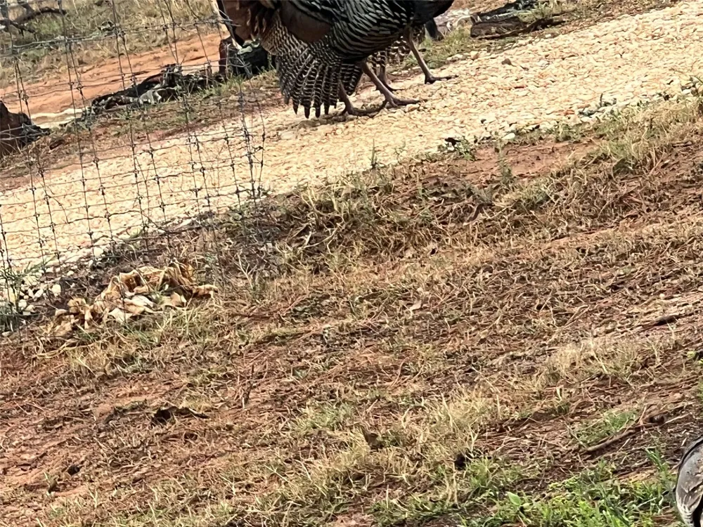 1384 County Road 326 Adkins, TX 78101