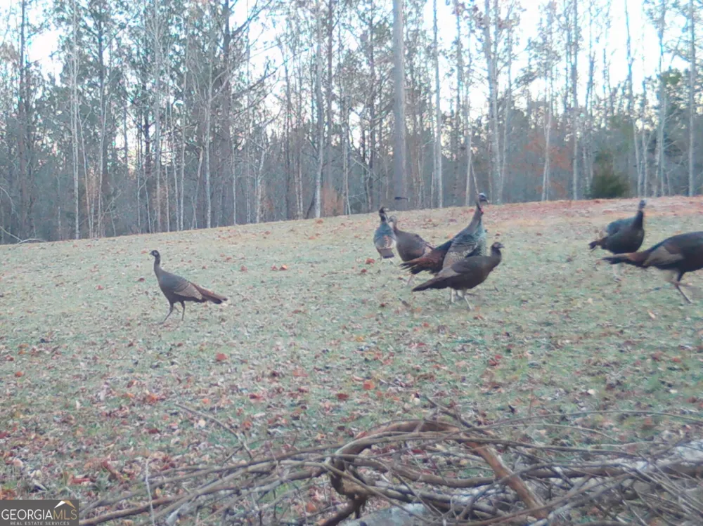 0 Logtown RD Thomaston, GA 30286