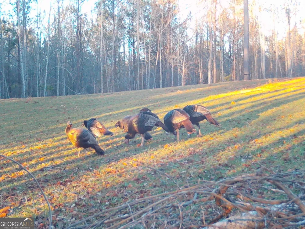0 Logtown RD Thomaston, GA 30286