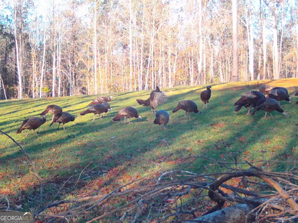 0 Logtown RD Thomaston, GA 30286