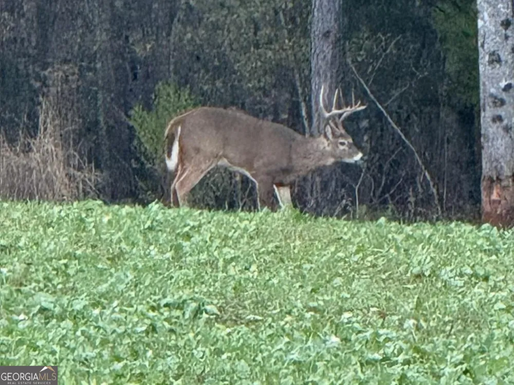0 Logtown RD Thomaston, GA 30286