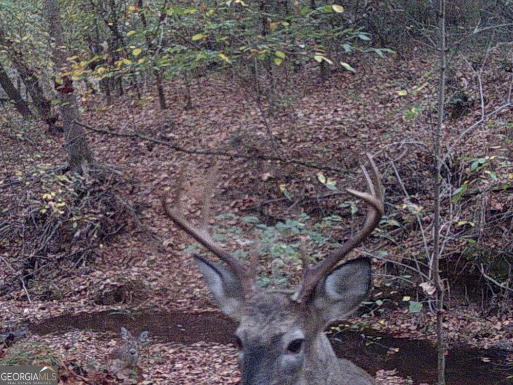 0 Logtown RD Thomaston, GA 30286