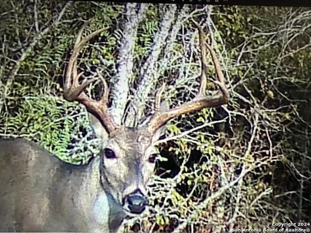 13004 FM 3353 Kingsbury, TX 78638