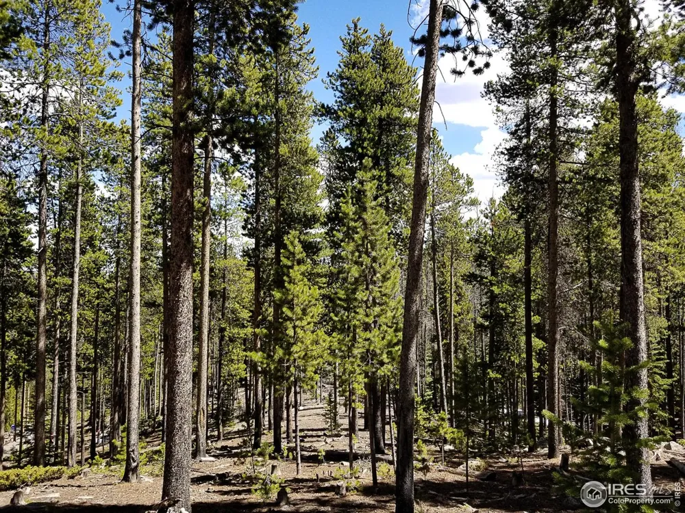 274 Arapahoe Way Red Feather Lakes, CO 80545