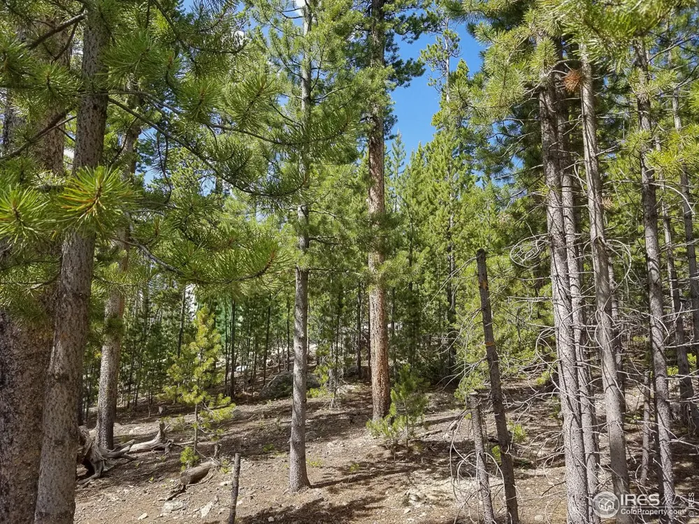 274 Arapahoe Way Red Feather Lakes, CO 80545
