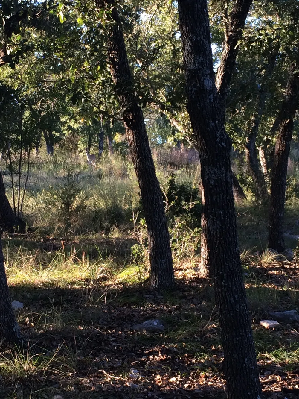934 Beauchamp Road Dripping Springs, TX 78620