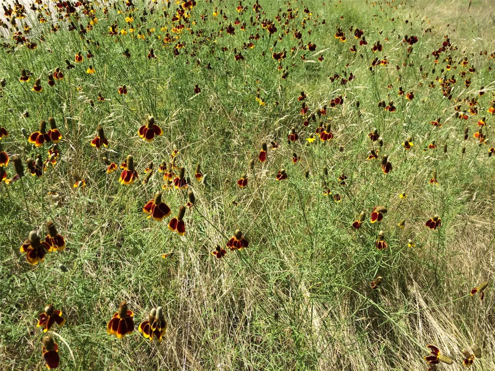 934 Beauchamp Road Dripping Springs, TX 78620