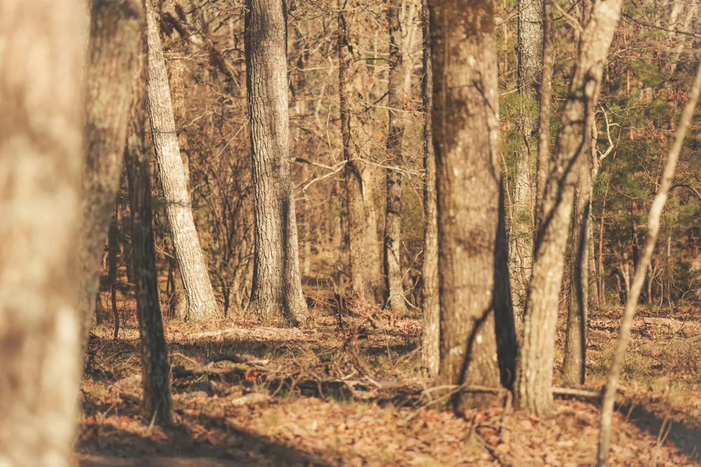 12733 Jones Gap Road Soddy Daisy, TN 37379