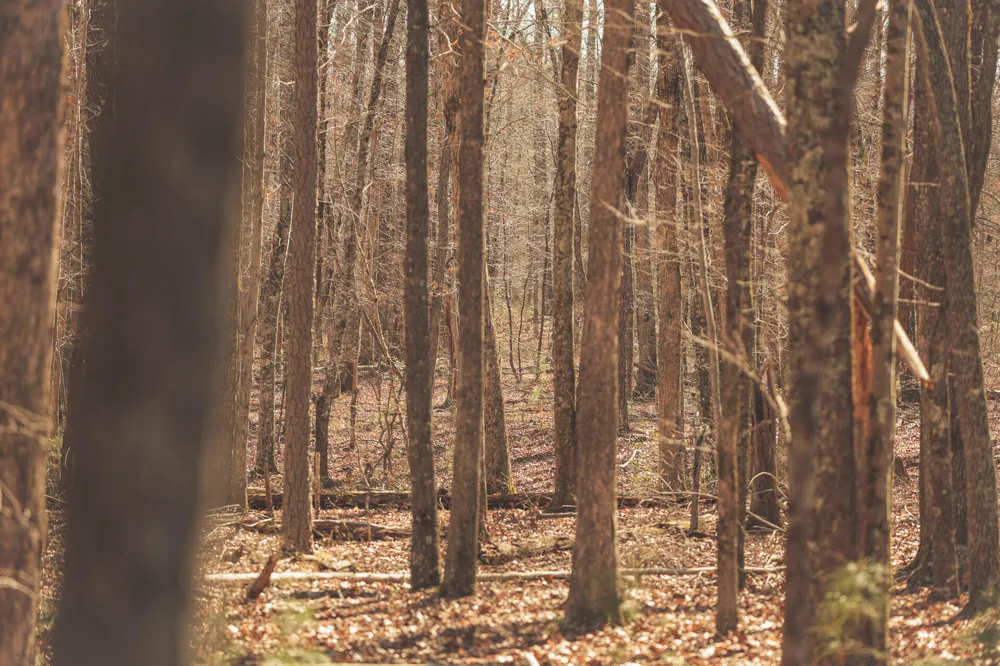 12733 Jones Gap Road Soddy Daisy, TN 37379
