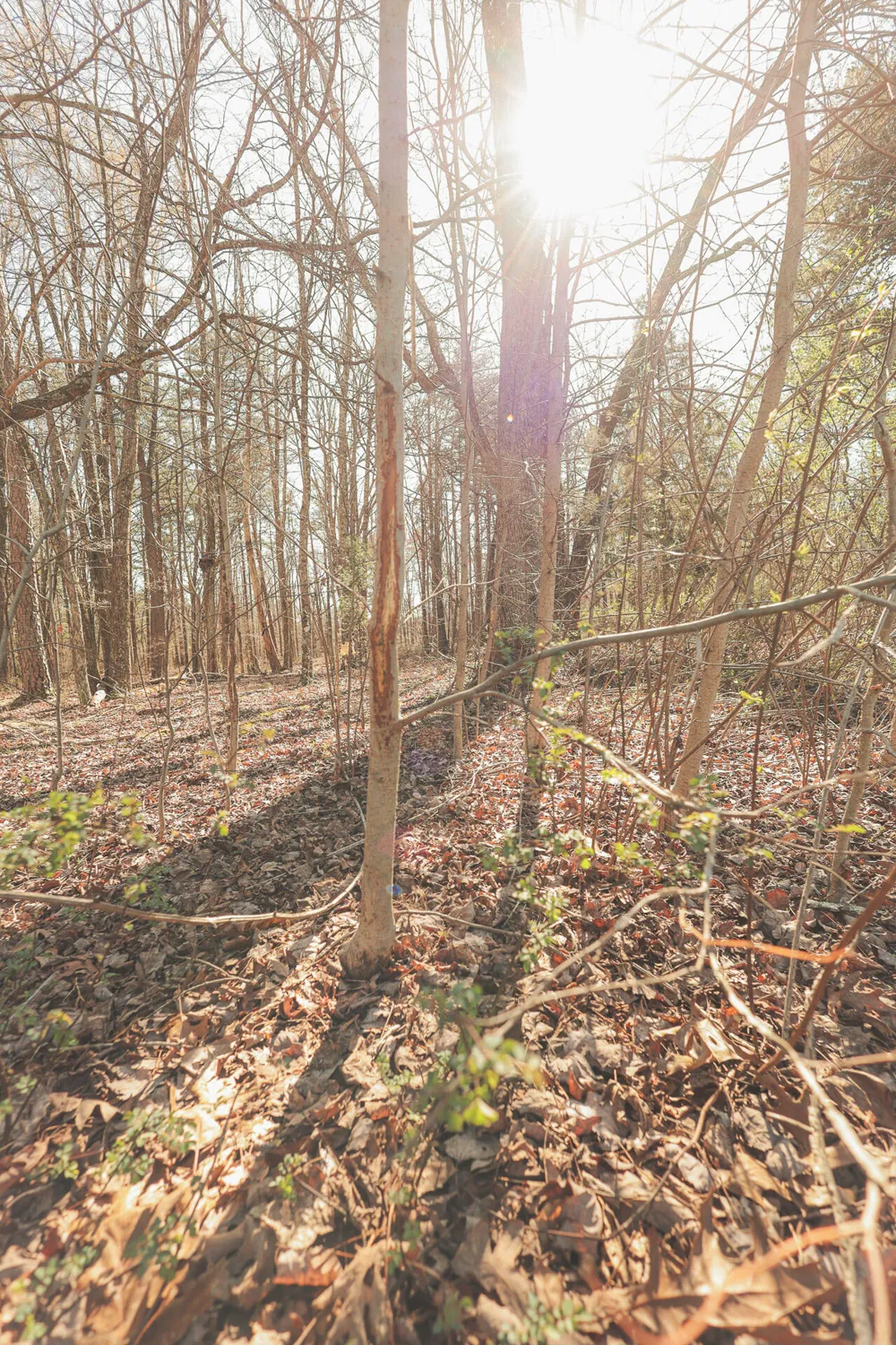 12733 Jones Gap Road Soddy Daisy, TN 37379