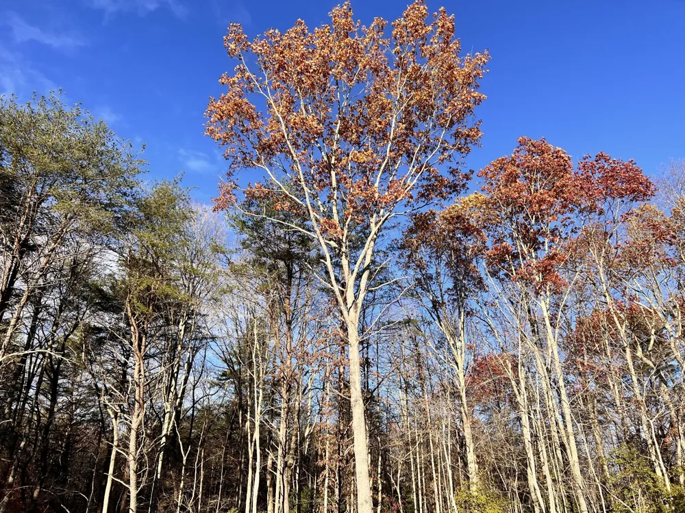 72 Lady Slipper Lane Monteagle, TN 37356