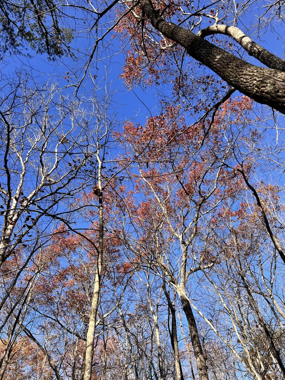 72 Lady Slipper Lane Monteagle, TN 37356