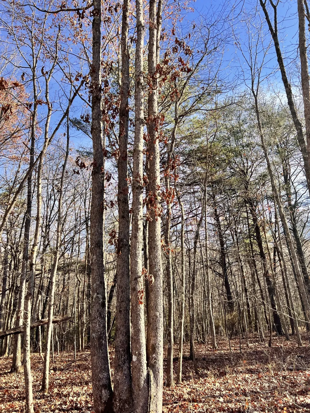 72 Lady Slipper Lane Monteagle, TN 37356