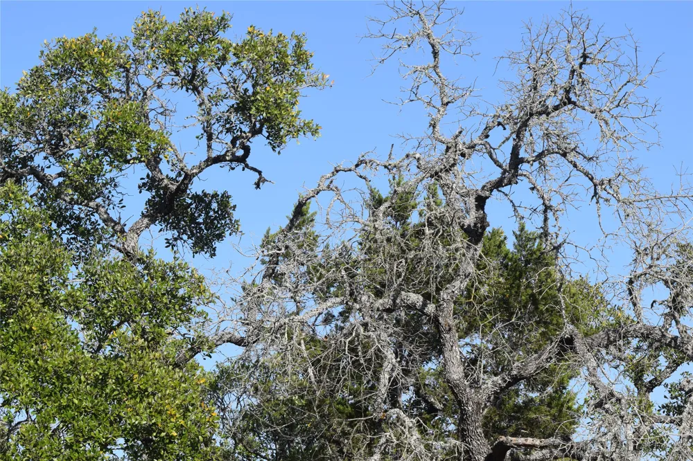 Cheyenne Trail Wimberley, TX 78676