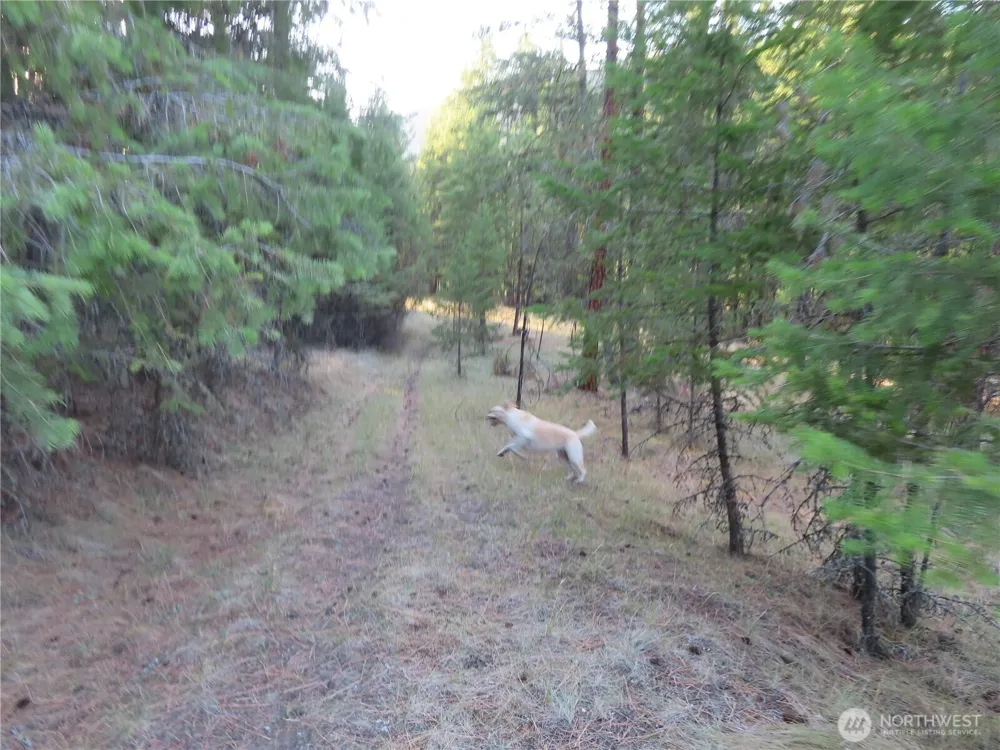 0 Toroda Creek Road Curlew, WA 99118