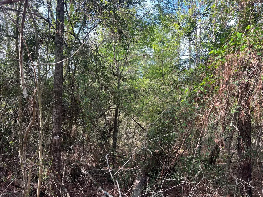 Idlewild Drive Onalaska, TX 77360