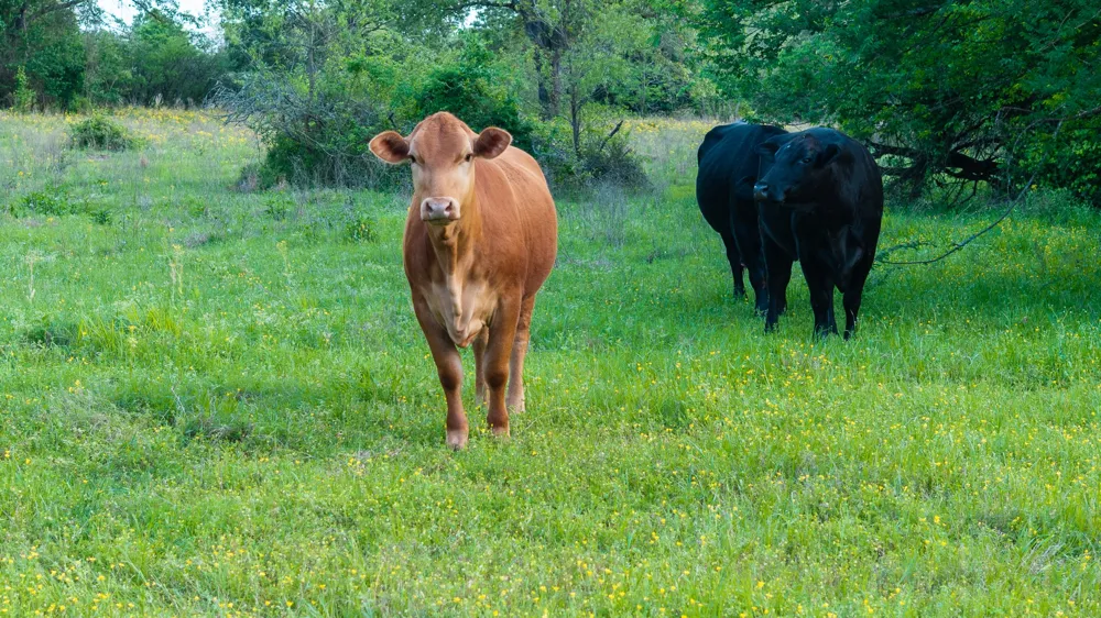 951 SE Loop 7 Athens, TX 75751