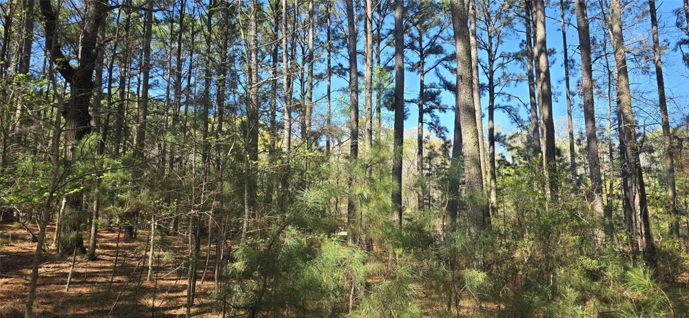 8300 Trophy Point Larue, TX 75770