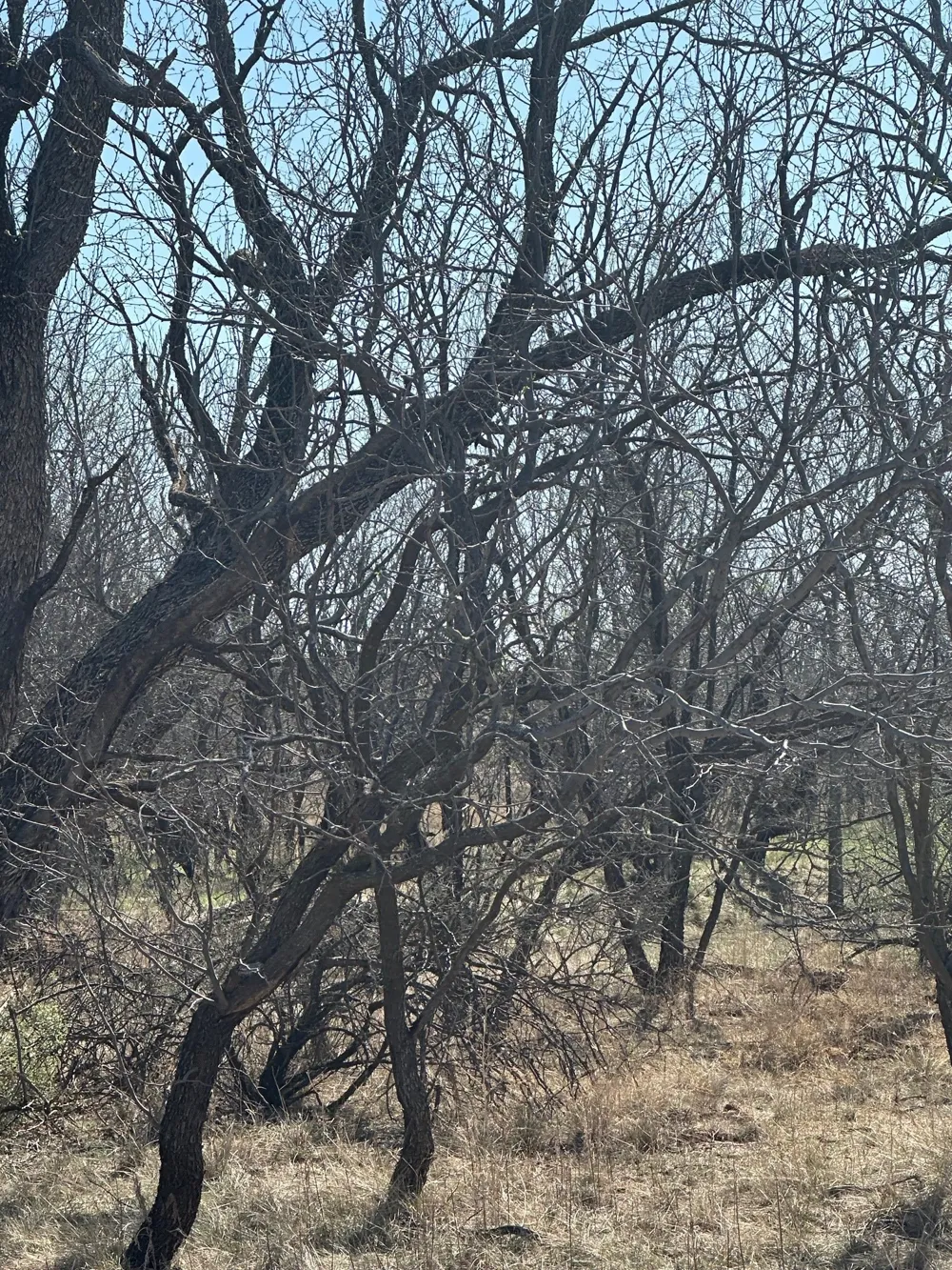 PR off of CR 444 Merkel, TX 79536