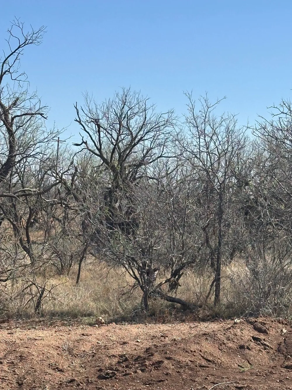 PR off of CR 444 Merkel, TX 79536