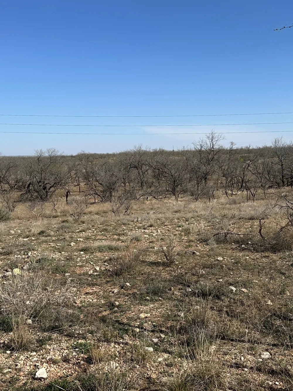 PR off of CR 444 Merkel, TX 79536
