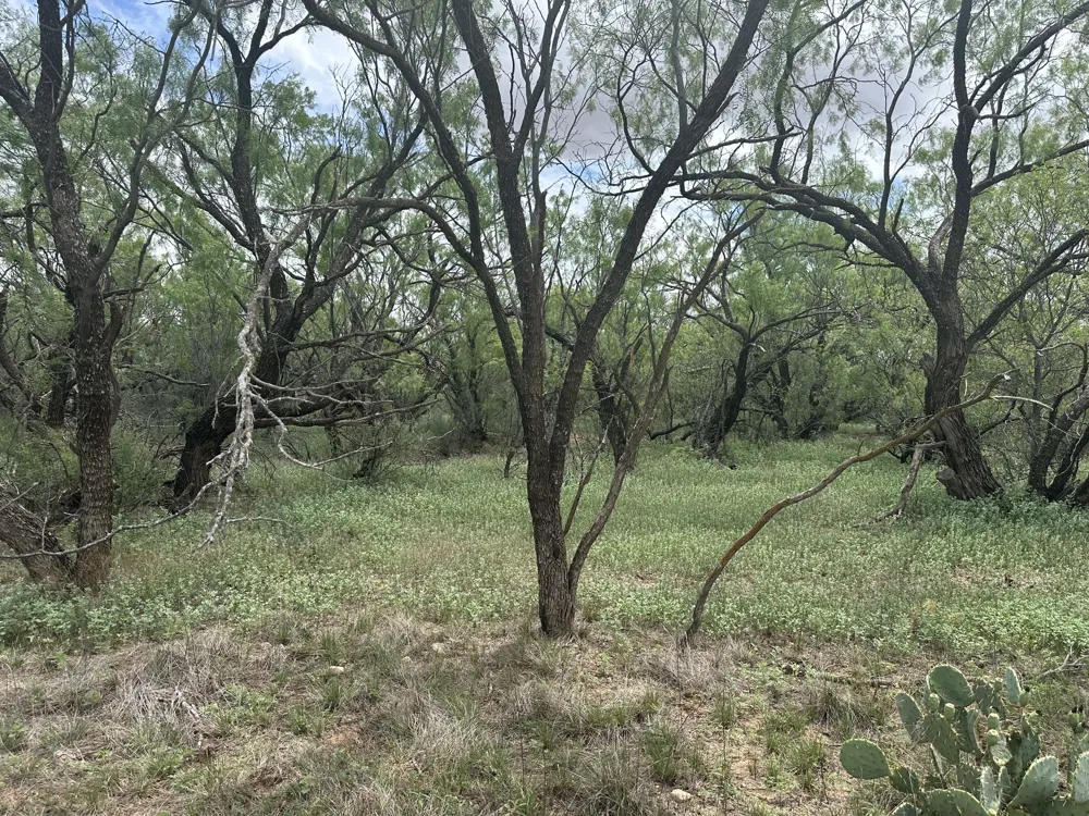 PR off of CR 444 Merkel, TX 79536