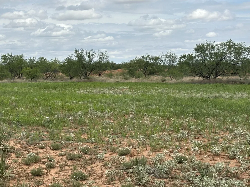 PR off of CR 444 Merkel, TX 79536