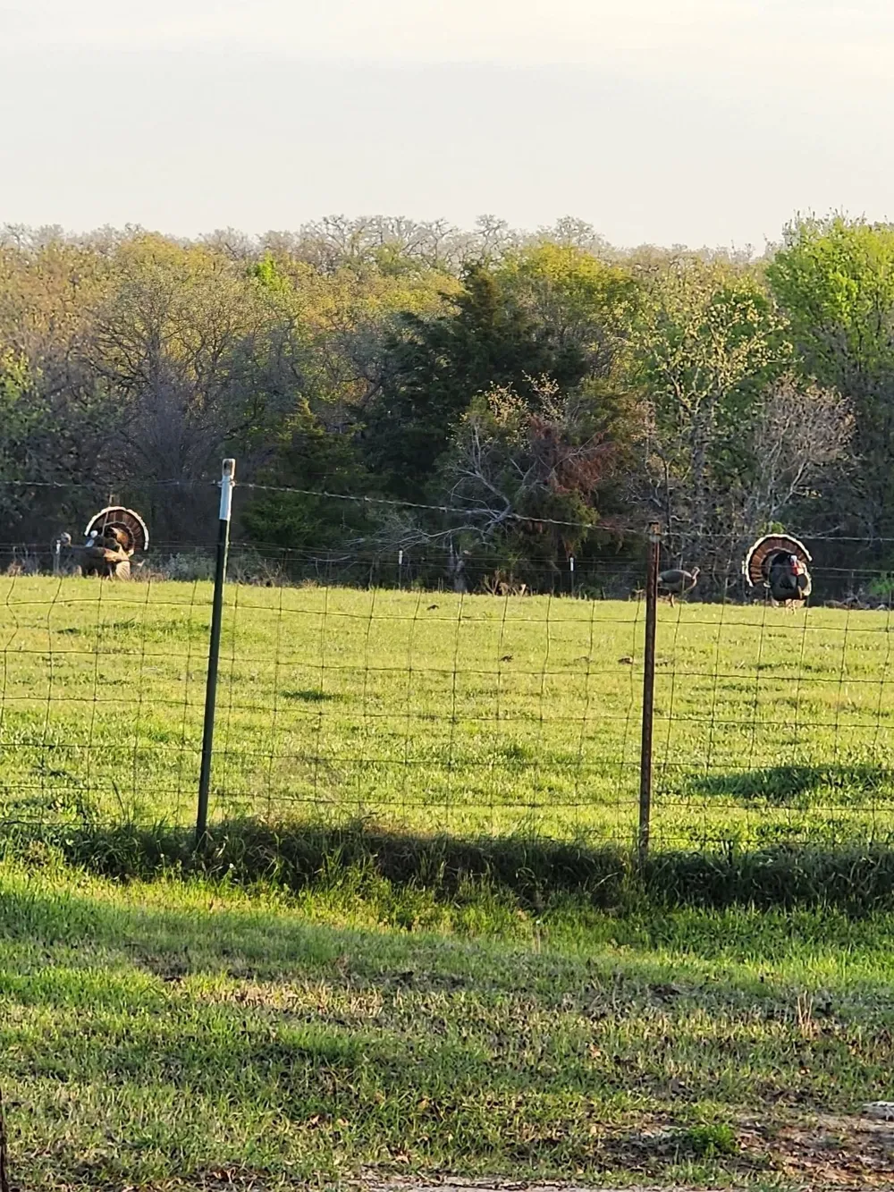 470 Private Road 3650 Paradise, TX 76073