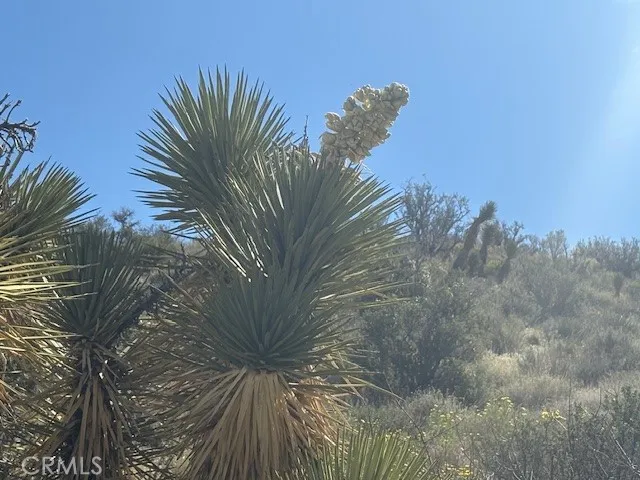 none Pinon Hills, CA 92372