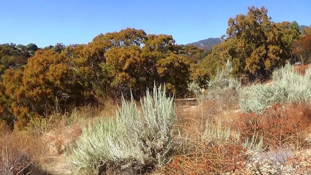 37245 Old Forest Road Anza, CA 92539