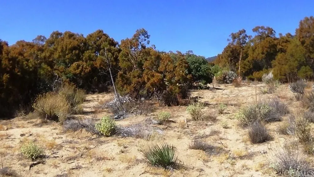 37245 Old Forest Road Anza, CA 92539