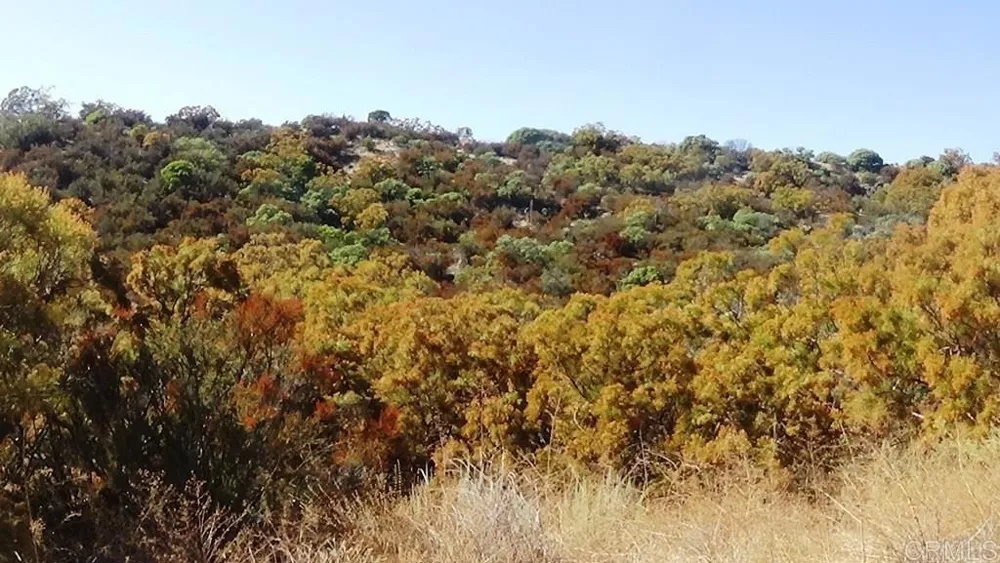 37245 Old Forest Road Anza, CA 92539