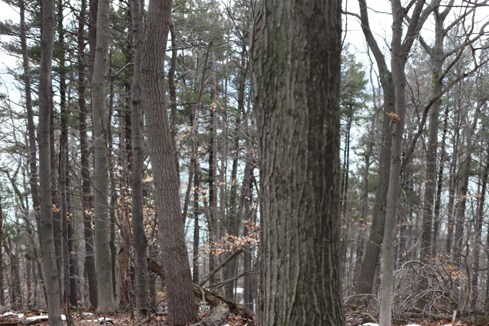 Crystal View Lake Township, MI 49617
