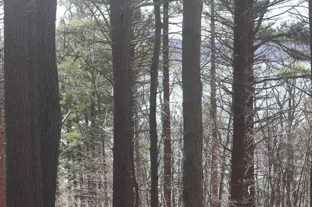Crystal View Lake Township, MI 49617