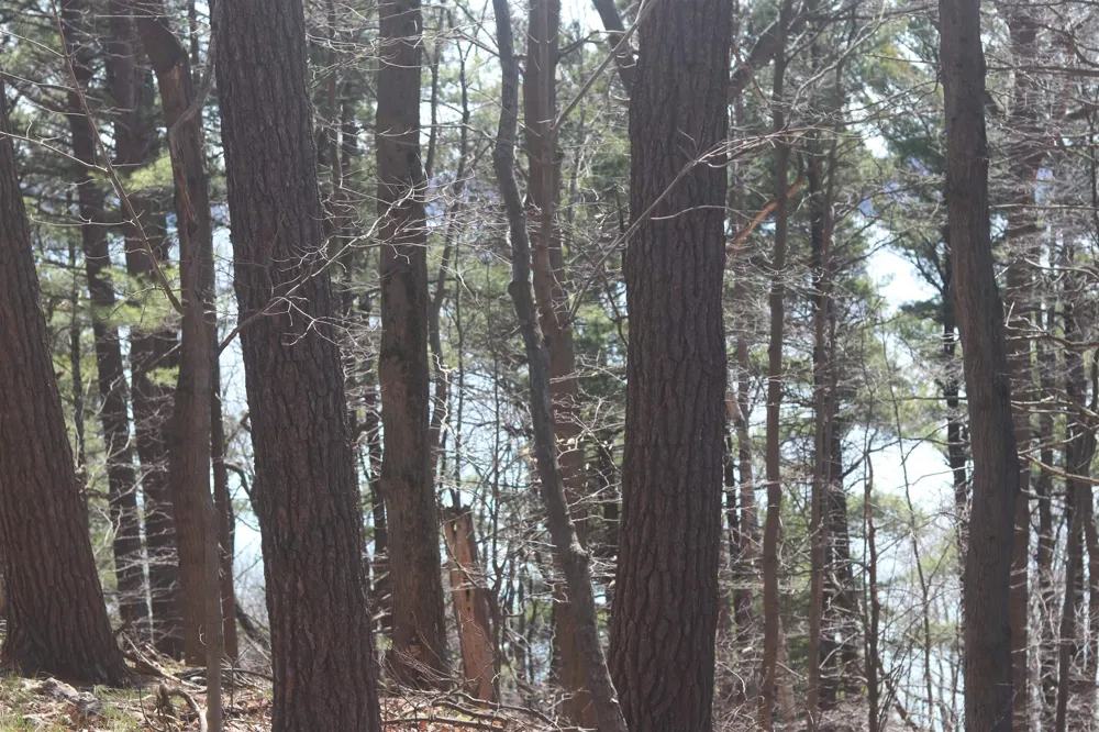 Crystal View Lake Township, MI 49617