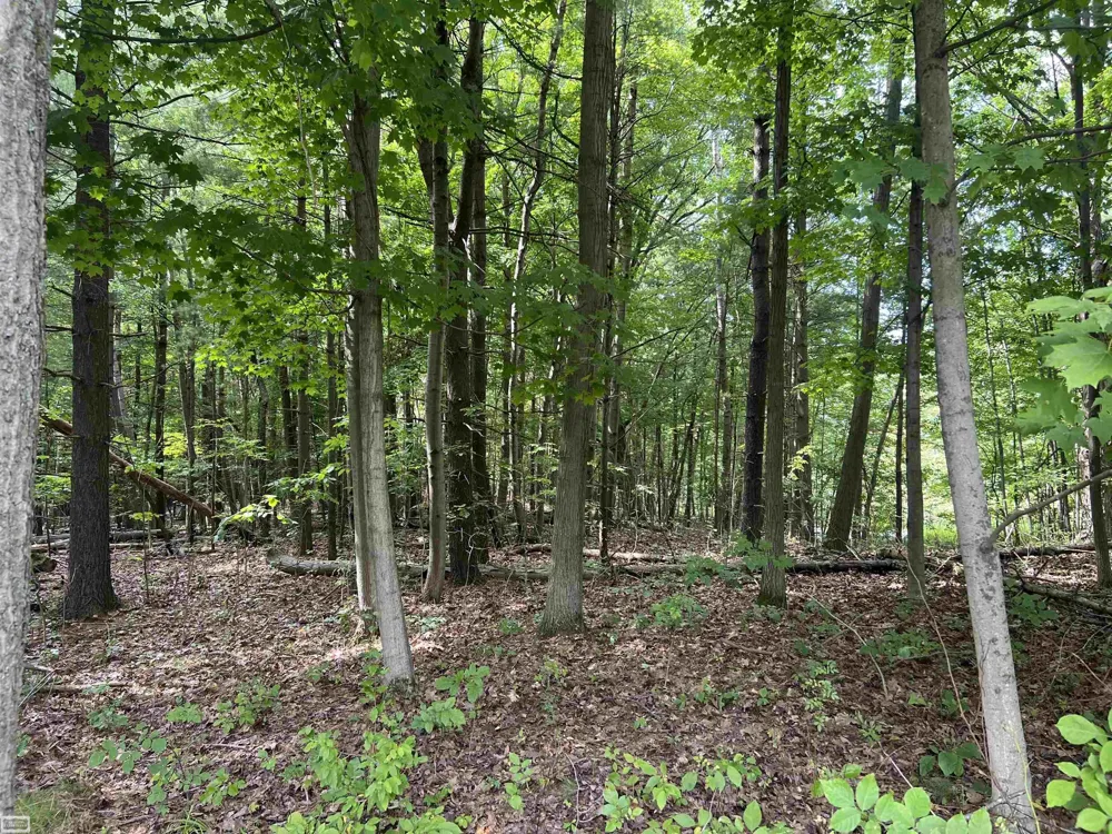 Burton Road Mussey Township, MI 48014