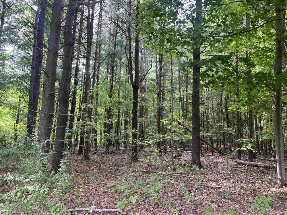 Burton Road Mussey Township, MI 48014